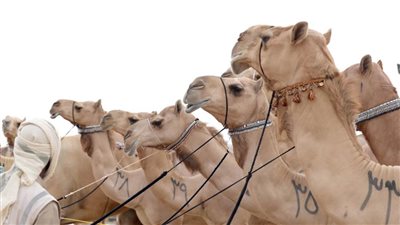 مهرجان الظفرة يفتح باب التسجيل في 