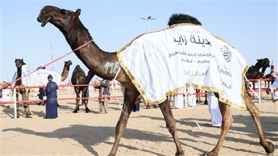 تتويج الفائزين في 