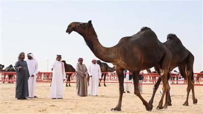 2326 مشاركاً من ملاك الإبل في مزاينة مدينة زايد بمهرجان الظفرة
