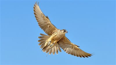 كأس رئيس الدولة للصيد بالصقور : .