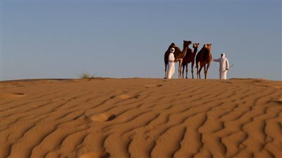 برعاية رئيس الدولة .. انطلاق فعاليات مهرجان الظفرة غداً