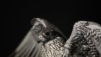 مزاينة الصقور بمهرجان الظفرة تنطلق غدا