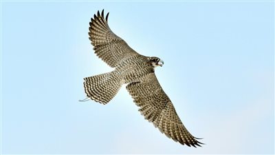 كأس رئيس الدولة للصيد بالصقور ...