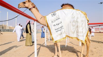 منافسات قوية في مزاينة الإبل بمهرجان الظفرة