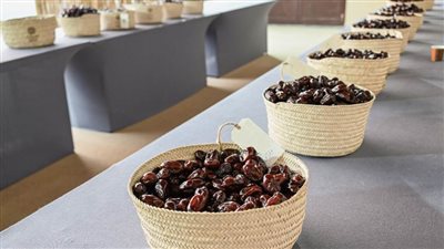 112 مزرعة نخيل في مزاينة التمور بمهرجان الظفرة