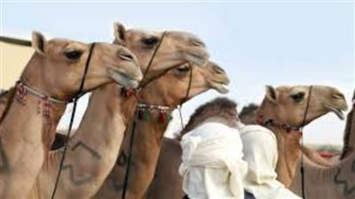 بلدية الظفرة تنظم فعاليات تراثية خلال مهرجان الظفرة لمزاينة الإبل