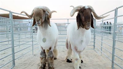 منافسات قوية في مزاينة غنم النعيم بمهرجان الظفرة