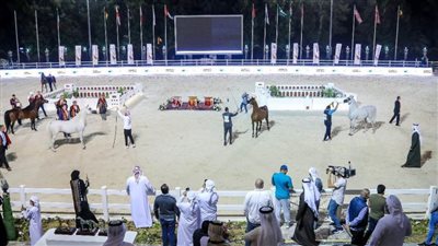 برعاية منصور بن زايد.. بطولة أبو ظبي الدولية لجمال الخيل تنطلق غداً