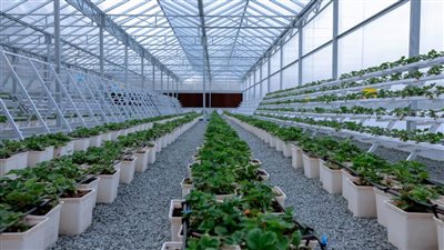 ‎محمد بن راشد يزور مزرعة حتا النموذجية للفراولة ويشيد بجهود أبناء الإمارات لزيادة إنتاجية القطاع الزراعي