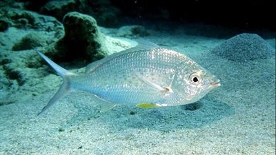 هيئة البيئة - أبوظبي: ارتفاع مؤشر الصيد المستدام