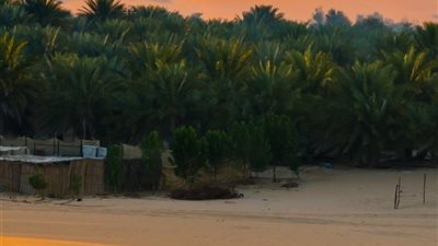 منصور بن زايد يصدر قراراً باعتماد71نشاطاً اقتصادياً يمكن ممارستها في الأراضي الزراعية