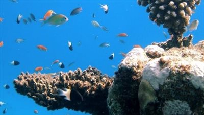 أبوظبي أول مدينة في المنطقة تنجز تقييم النظم البيئية البرية والبحرية