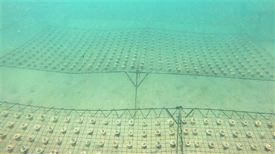 «بيئة أبوظبي» تثبت مليون مستعمرة من الشعاب المرجانية