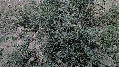 دراسة علمية تؤكد على الفوائد الطبية لعدد من النباتات البرية بالدولة