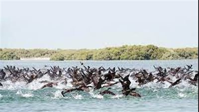 بيئة نموذجية لحماية التنوع البيولوجي واستدامة التراث الطبيعي