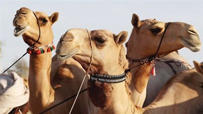 من ذاكرة الظفرة 