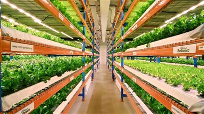 الزراعة الذكية مناخياً في الإمارات.. حلول مبتكرة لتحقيق الأمن الغذائي وحماية البيئة