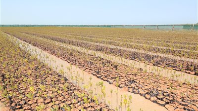 مكافحة التصحر في الإمارات.. منظومة عمل متكاملة تقهر الظروف المناخية القاسية