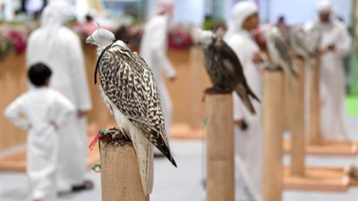 6 فئات في مُسابقة أجمل الصقور بمعرض الصيد والفروسية