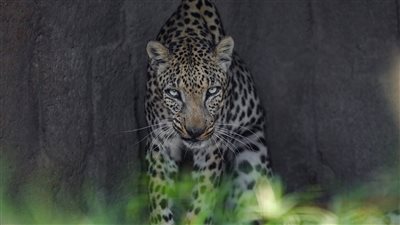 حماية الأنواع المهددة بالانقراض في الإمارات.. جهود ومبادرات لصون التنوع البيولوجي