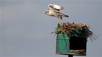 صندوق محمد بن زايد للطيور الجارحة يستعرض نتائج جهوده التحويلية في معرض أبوظبي للصيد والفروسية