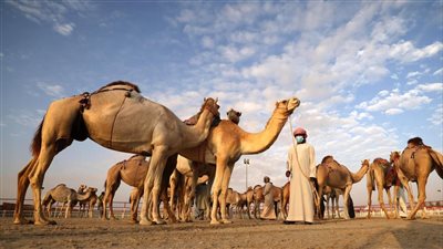 مهرجان الظفرة يكشف عن مواعيد محطات مزاينات الإبل بدورته الـ 17