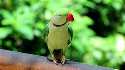 استراتيجية الإمارات للأنواع الغازية.. استجابة فعالة لوقف التدهور البيئي