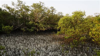 تحت رعاية حمدان بن زايد.. بيئة أبوظبي تطلق مبادرة غرس الإمارات