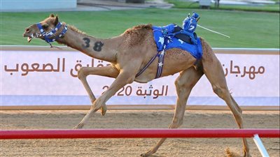 منافسات النسخة العاشرة من مهرجان