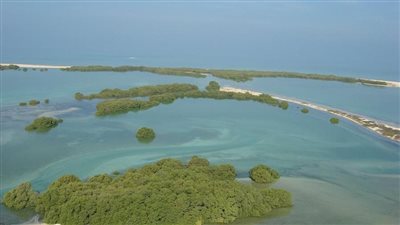 مبادلة للطاقة تتعاون مع هيئة البيئة في أبوظبي لتعزيز الحلول القائمة على الطبيعة من خلال زراعة 700 ألف شجرة قرم