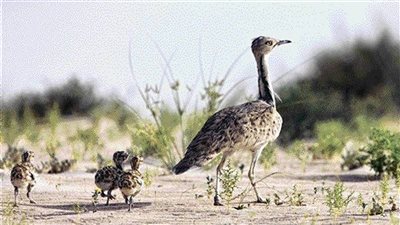 صندوق الحفاظ على الحبارى يتعاون مع محمية روسية لإطلاق حبارى آسيوية مهاجرة