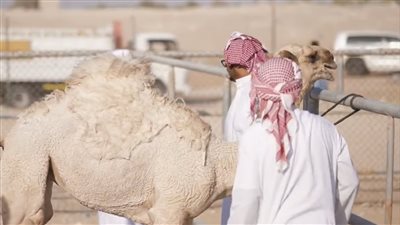 بدء ترصيص الإبل المشاركة في مهرجان الظفرة بدورته الـ17