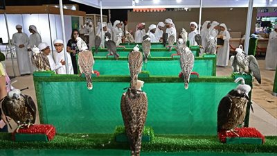 معرض أبوظبي للصيد والفروسية يجذب هواة الصقارة المحليين والدوليين