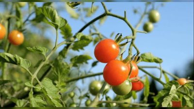 جزيرة السعديات تؤكّد التزامها بالحفاظ على الطبيعة والبيئة من خلال مبادراتها بمجال الاستدامة