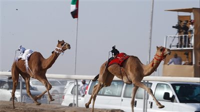 بحضور سلطان بن حمدان .. 