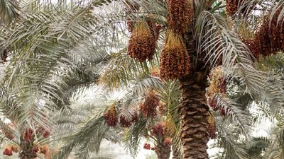 مهرجان ومزاد الوثبة للتمور يُعقَد في أبوظبي