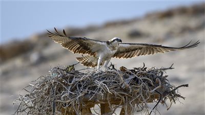 أبوظبي تحتضن أكبر تجمع مسجّل لتكاثر العقاب النساري