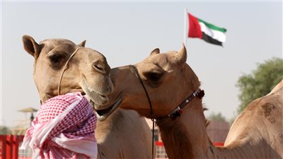 المحطة الأولى للدورة الـ17 من مهرجان الظفرة تختتم فعالياتها في سويحان - العين