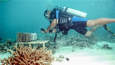 الحفاظ على الشعاب المرجانية في الإمارات.. برامج ومبادرات رائدة ترسخ استدامة الحياة البحرية