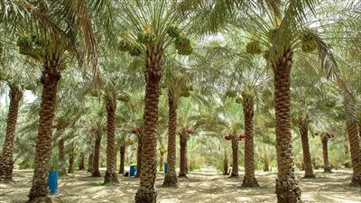 استراتيجية متكاملة وبرامج مبتكرة لتنمية زراعة النخيل وإنتاج التمور في أبوظبي