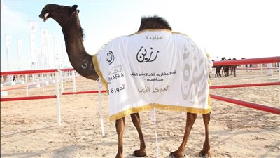 منافسات قوية في مزاينة رزين وتتويج الفائزين