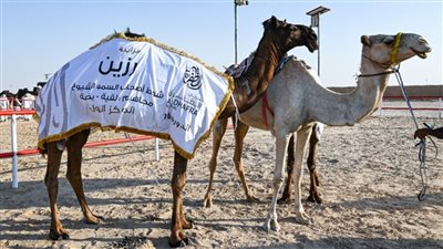  مالك إبل يتنافسون في اليوم الرابع من مزاينة رزين بمهرجان الظفرة
