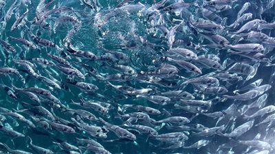  ركيزة أساسية تعزز استدامة منظومة الأمن الغذائي