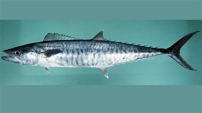 هيئة البيئة تعمل على تنفيذ مشروع لتتبع أسماك الكنعد