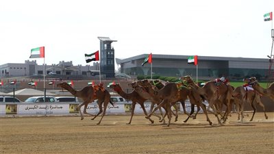  تنطلق منافسات جائزة زايد الكبرى لسباقات الهجن 