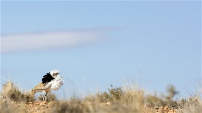  بصمة عالمية تحفظ التنوع البيولوجي وتساهم في استدامة الحياة البرية