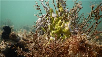 مكافحة التلوث البحري.. دور محوري للإمارات في دعم الجهود العالمية لاستدامة الموارد الطبيعية