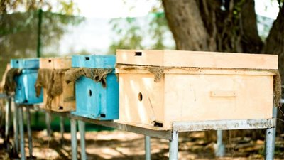 تربية النحل في الإمارات.. مبادرات طموحة لتعزيز الأمن الغذائي والتنوع البيولوجي
