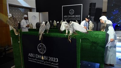 70 من الطيور المميزة تستقطب الصقارين في مزاد اليوم بـ