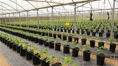 السياحة الزراعية في الإمارات.. مروج خصبة تدعم استدامة البيئة وتوفر فرصاً استثمارية واعدة